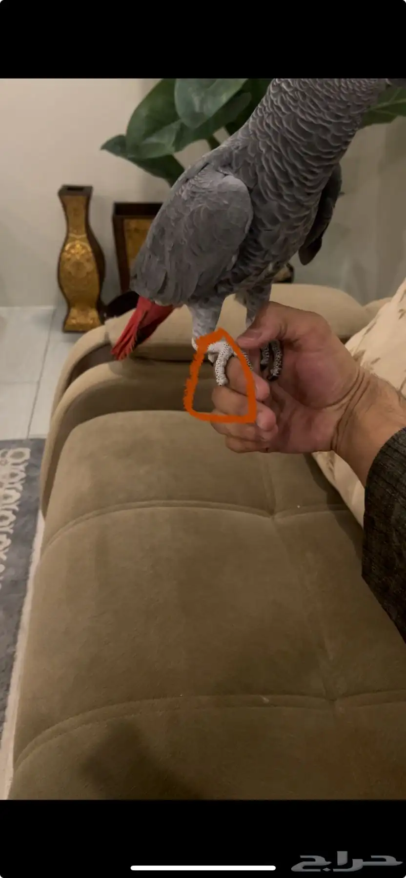 كاسكو أليف وهدد ومتكلم 2