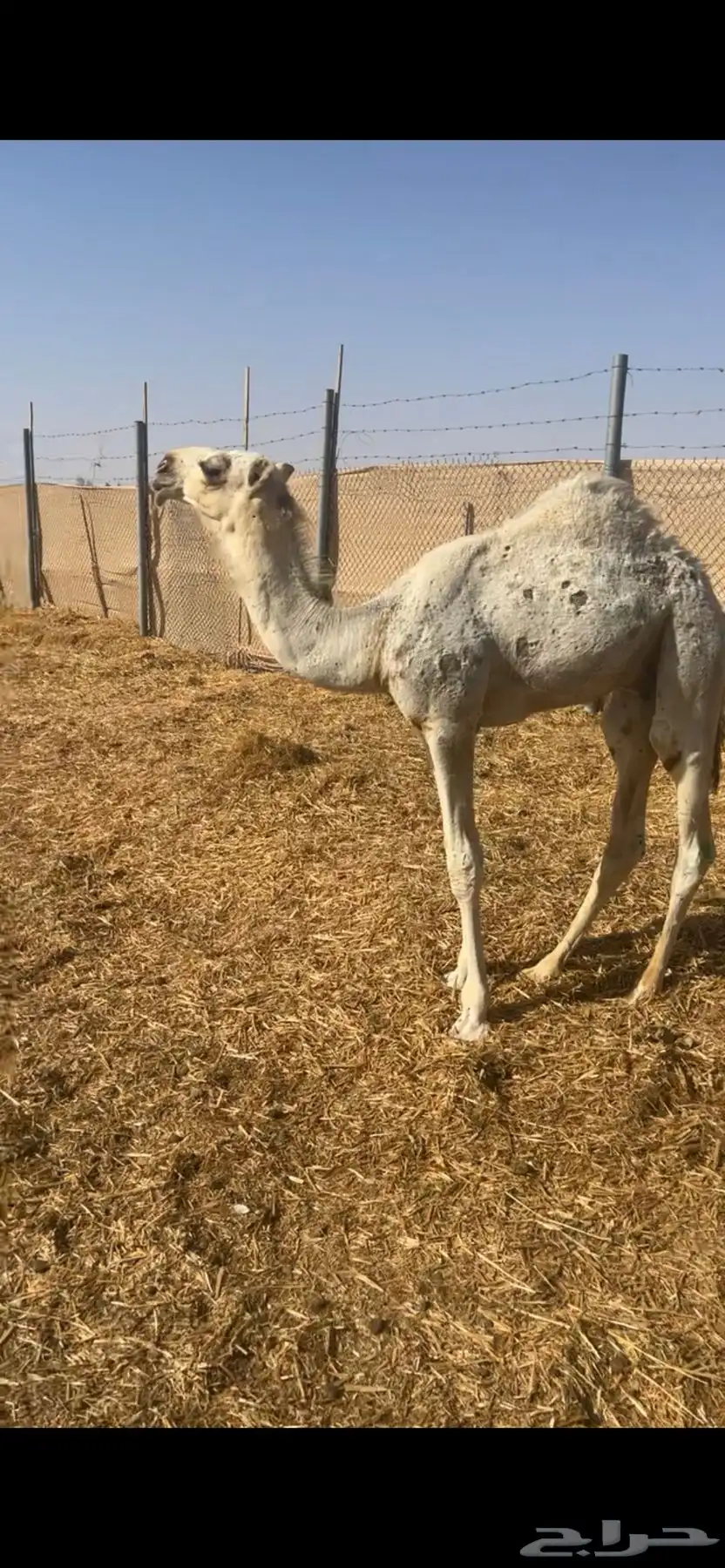 قعود عوني كفوو 0