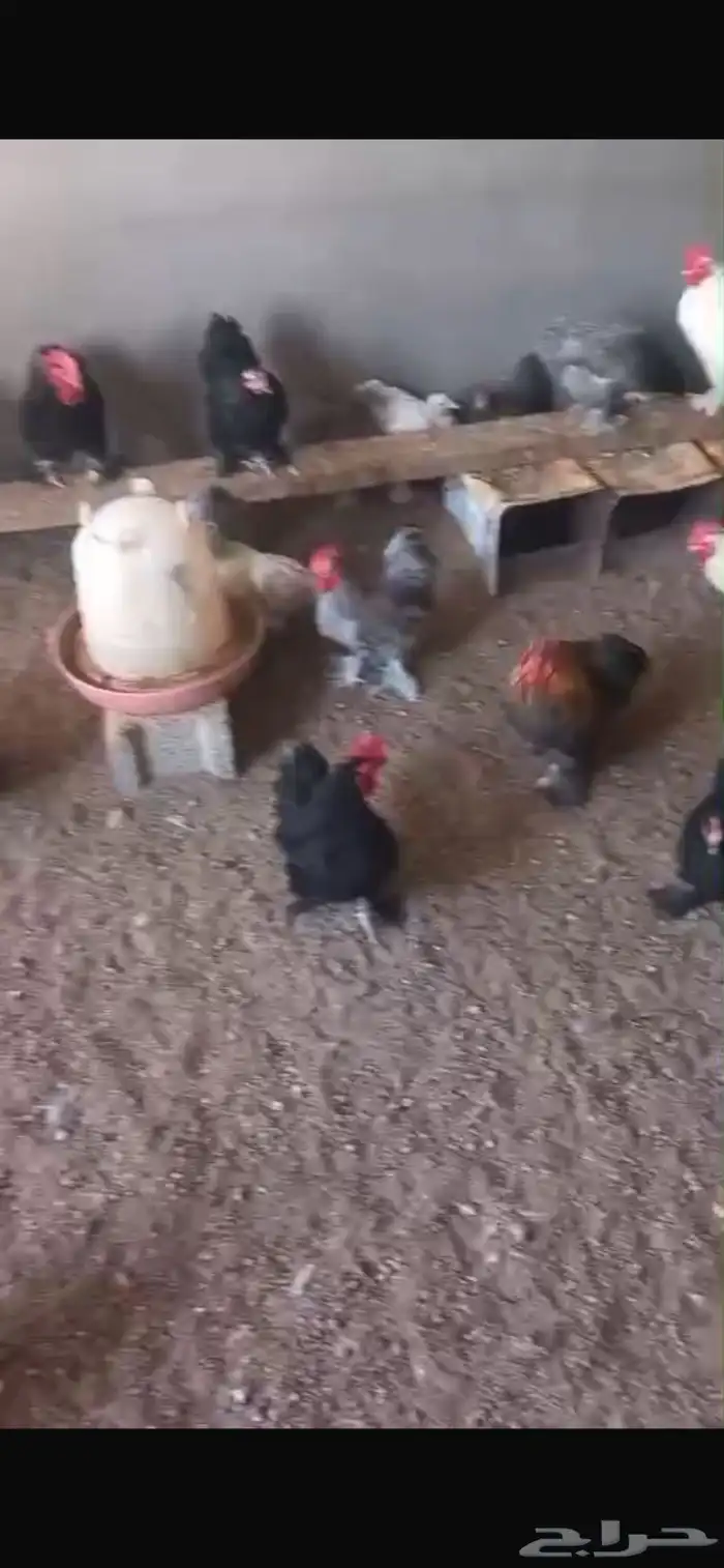 ديوك كوشن 0