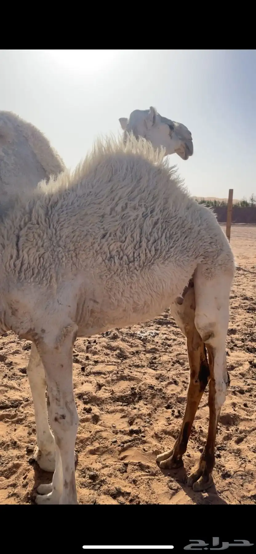حاشي بري شرط 1