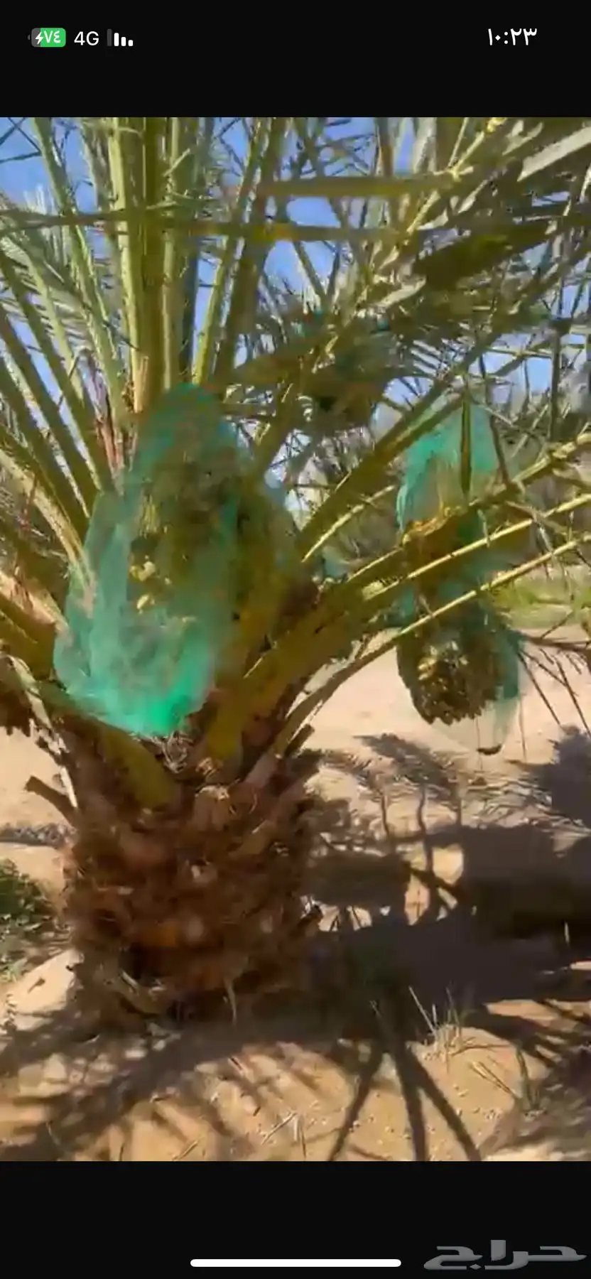 تمر للبيع قرية بداء التابعه لمحافظة الوجه 2