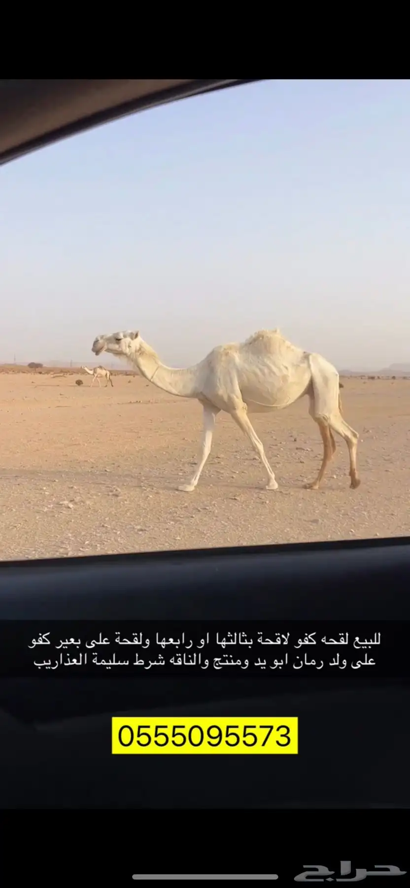 لقحة وضحى كفو 0