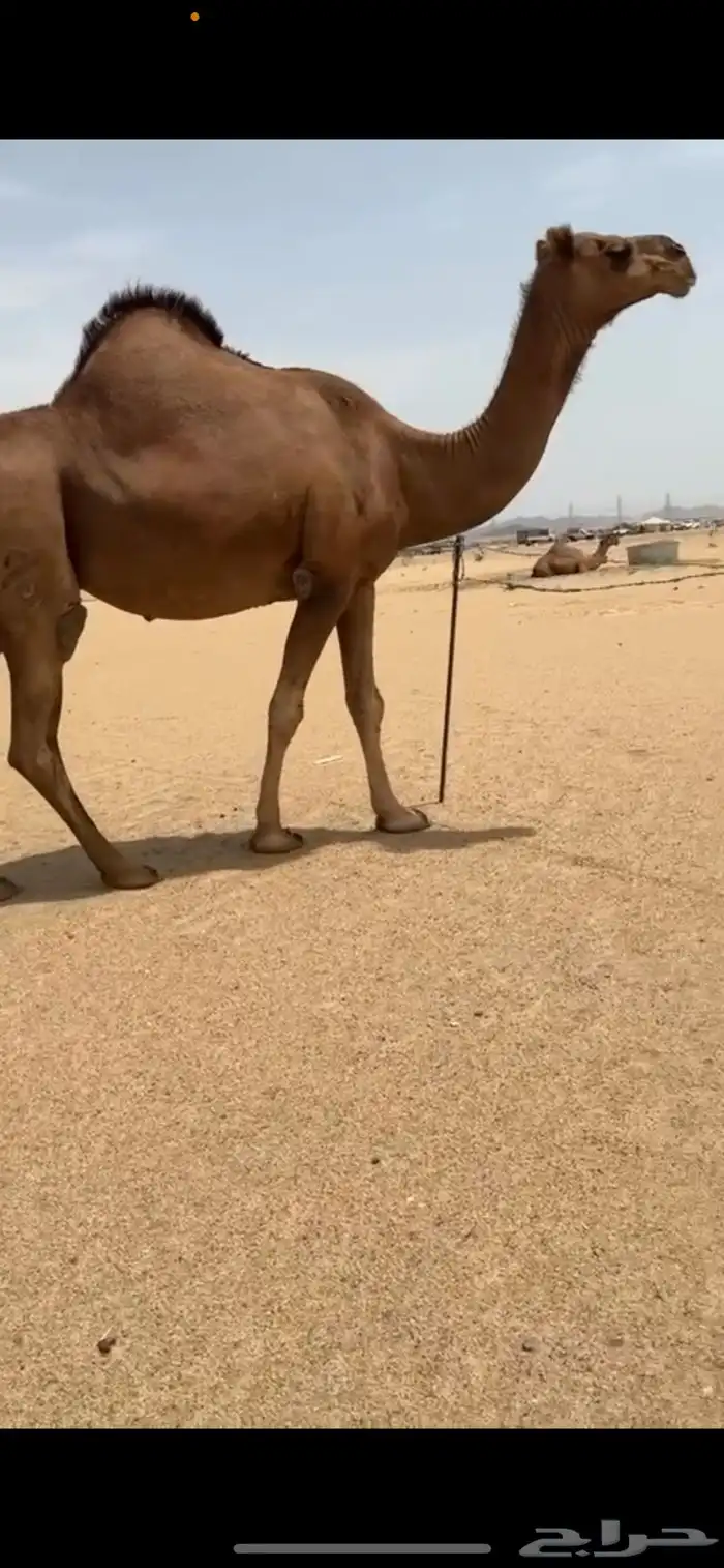 ناقة ساحلية دهماء 3