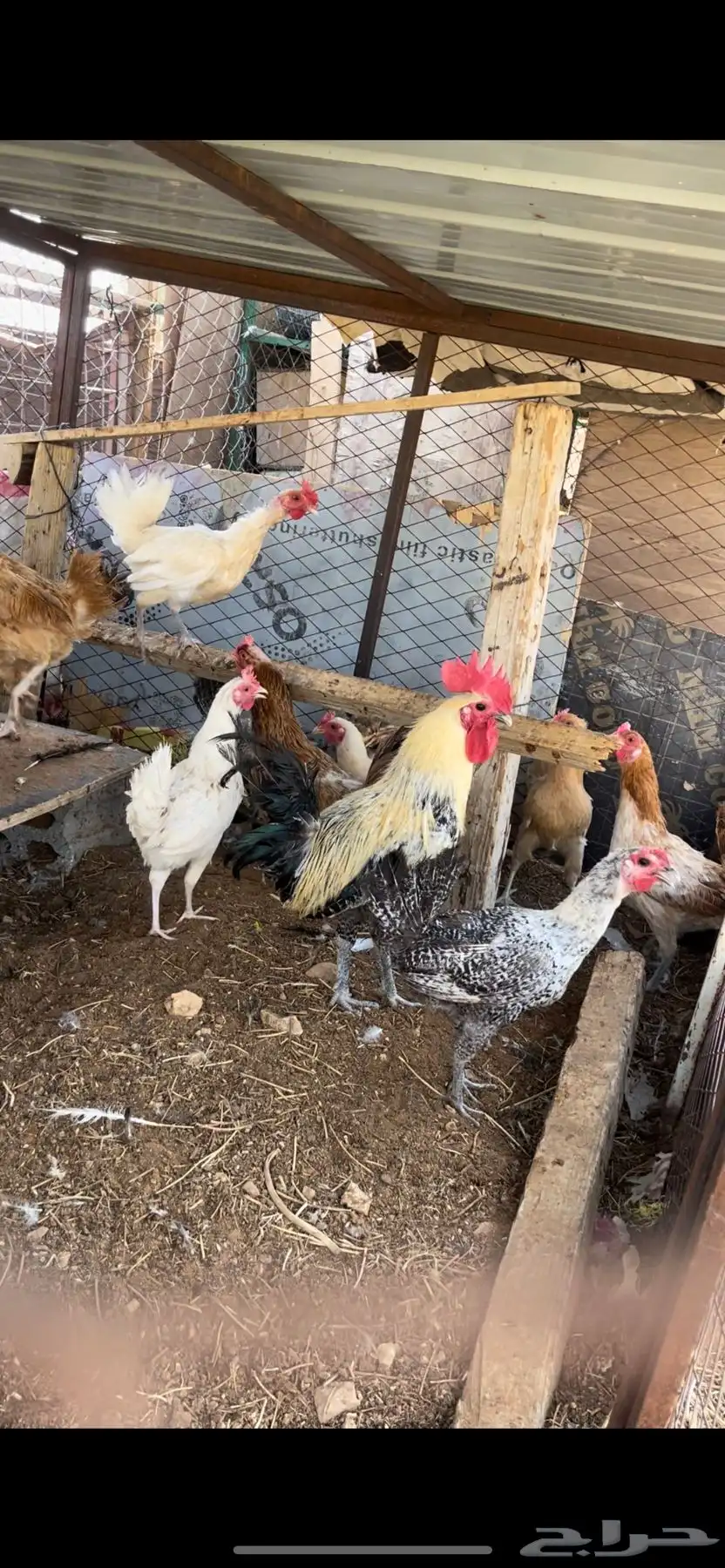 دجاج بياض 7