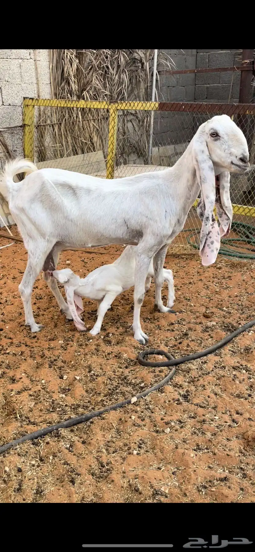 عنز خصم معها جفره مزيونه جدا 4