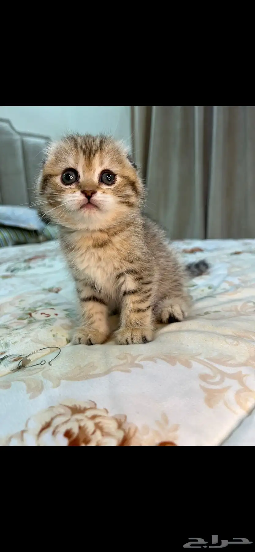 قطط سكوتش 6