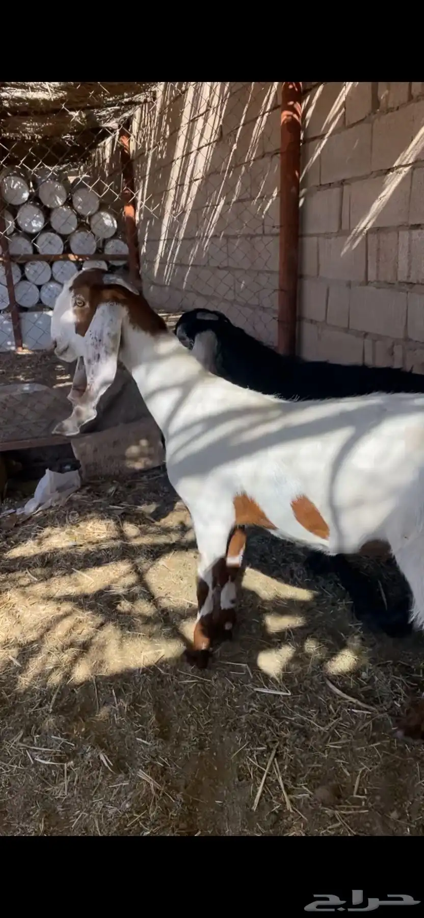 جذعات 7شهور -8شهور 1