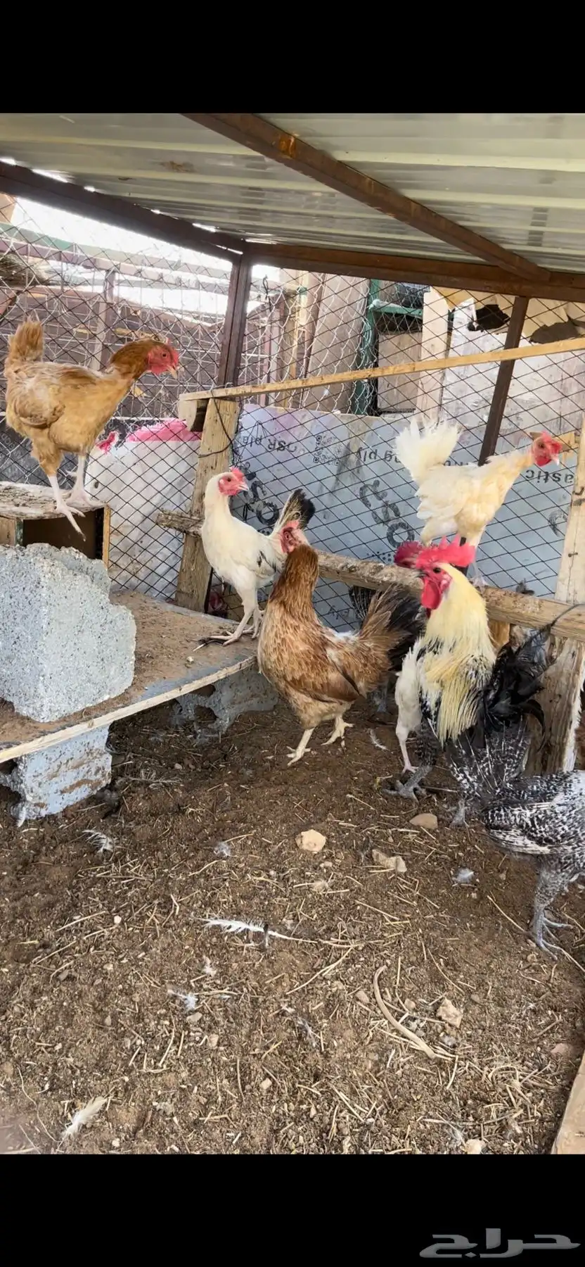 دجاج بياض 6