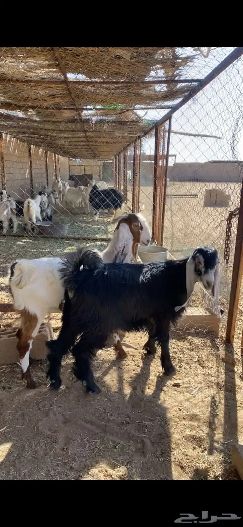 جذعات 7شهور -8شهور 4