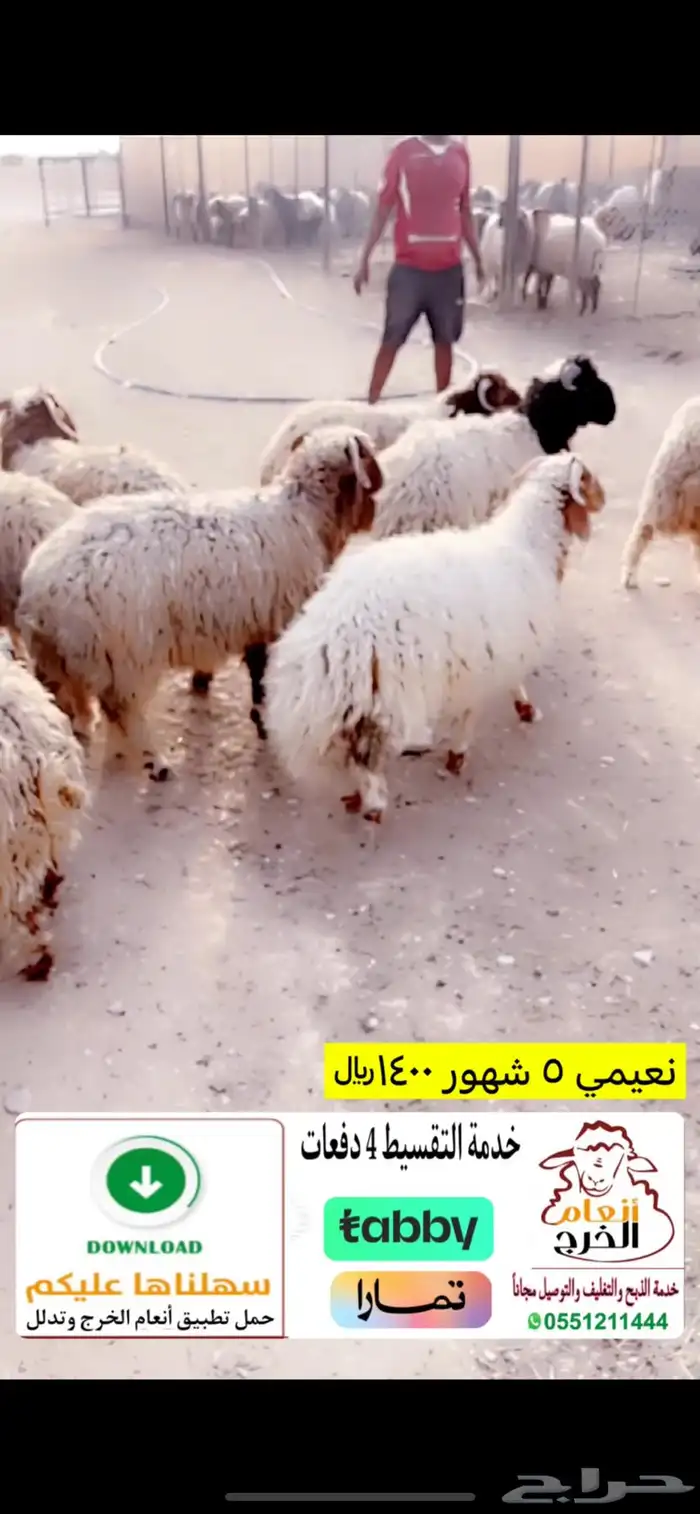 نعيمي ب 1400  فقط 0