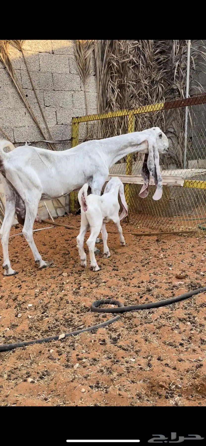 عنز خصم معها جفره مزيونه جدا 1