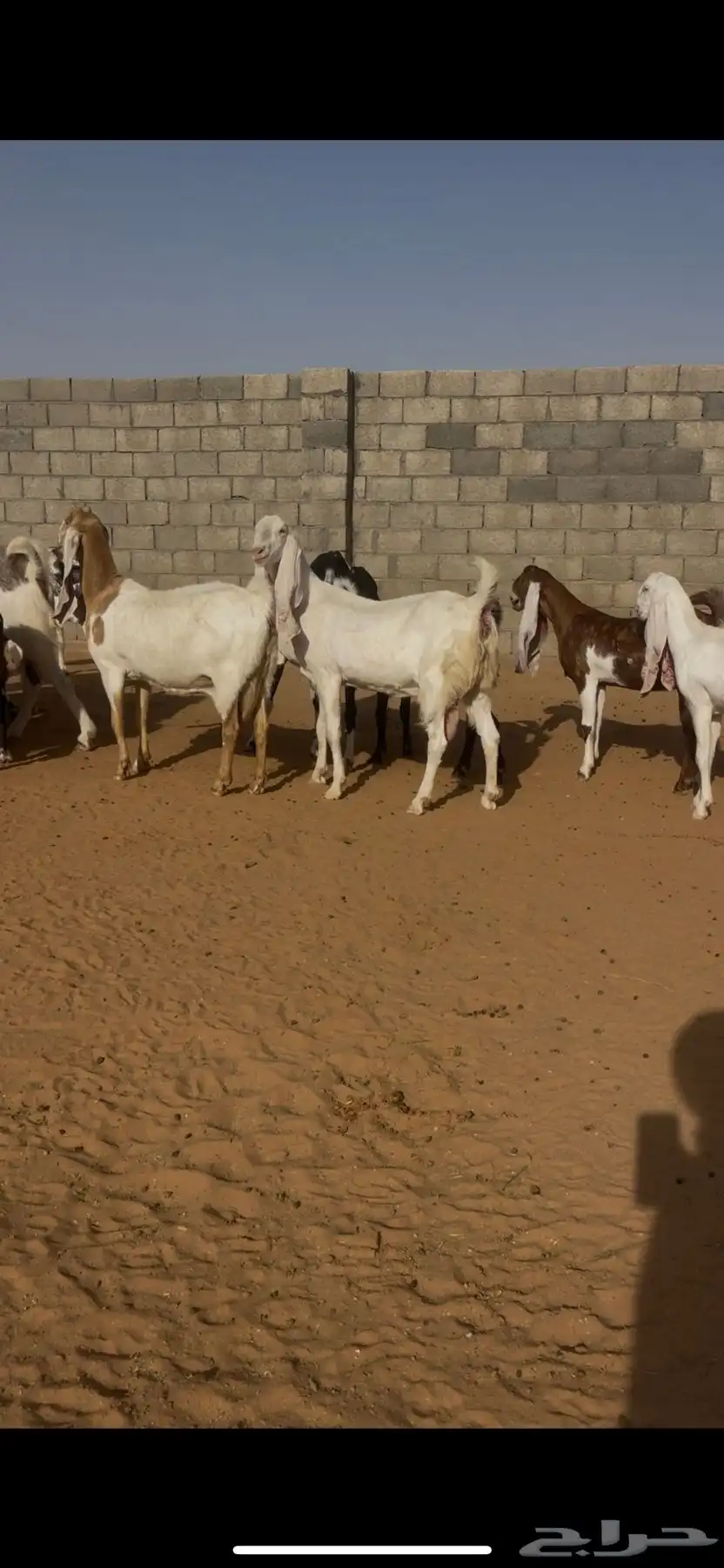 معزا نوادر (( لعشاق النوادر )) 1