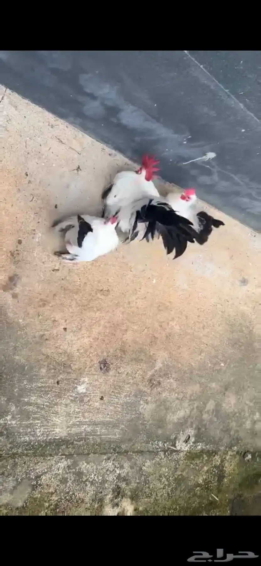 جبنيز وا فايتر استيراد على الطلب 8
