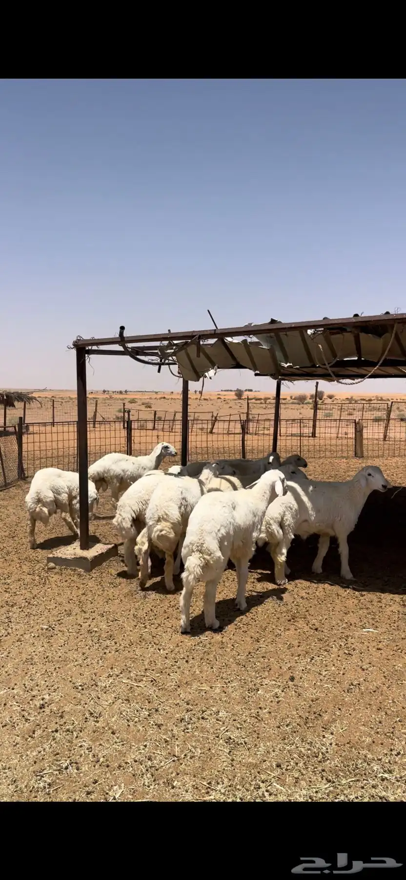 خرفان حريات جبره وطيبه 0