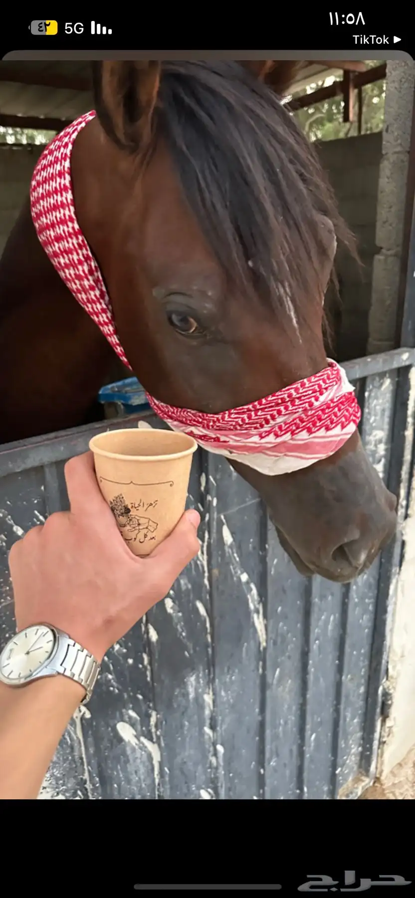 حصان شعبي 1