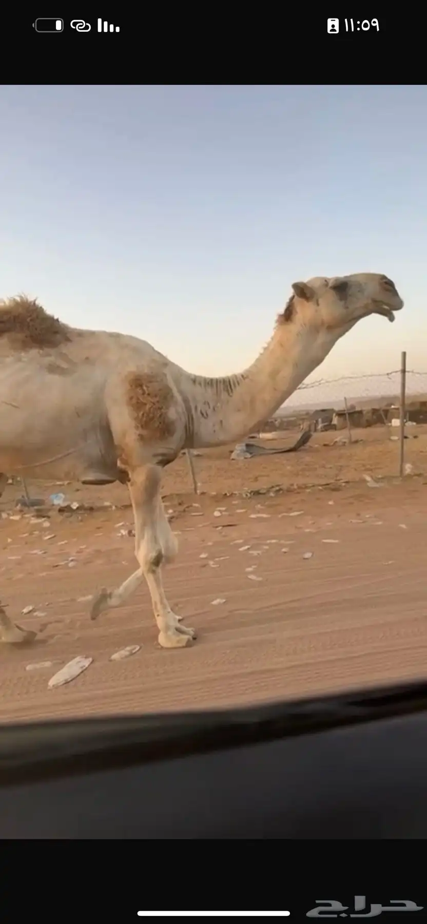 بعير 0