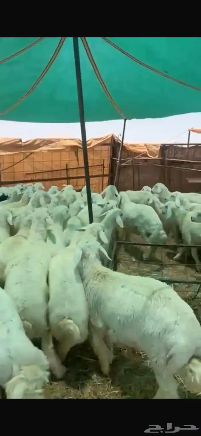 بهم حري مربوط العمر6شهور العدد75خروف صافي الموقع شمال عفيف 7