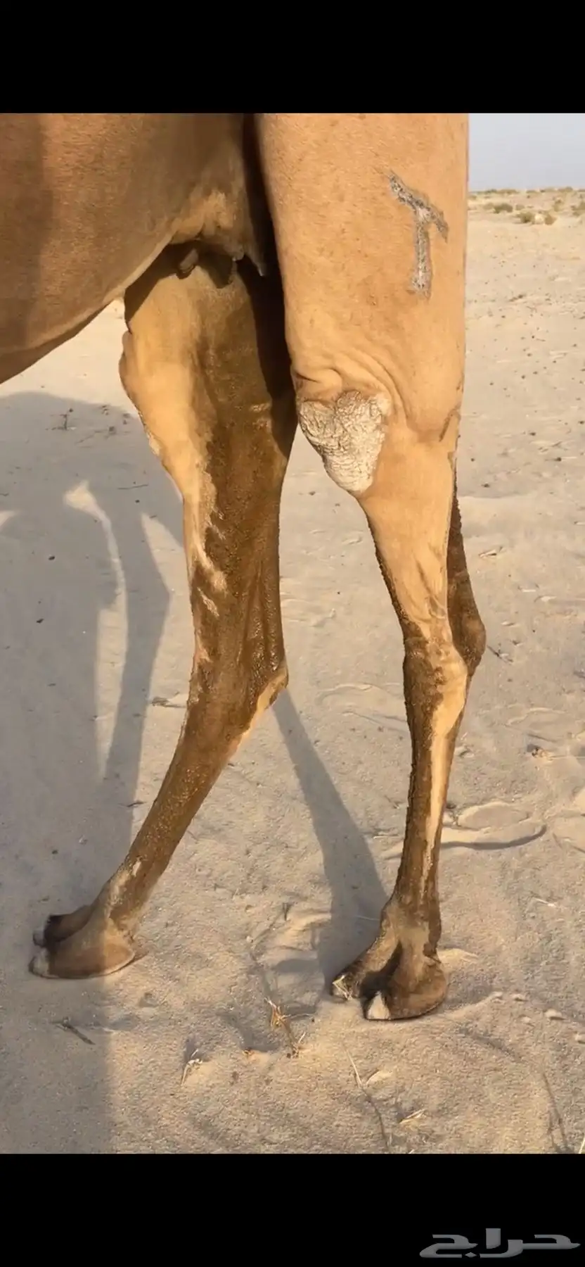 للبيع الناقه الضريبه البكر 2