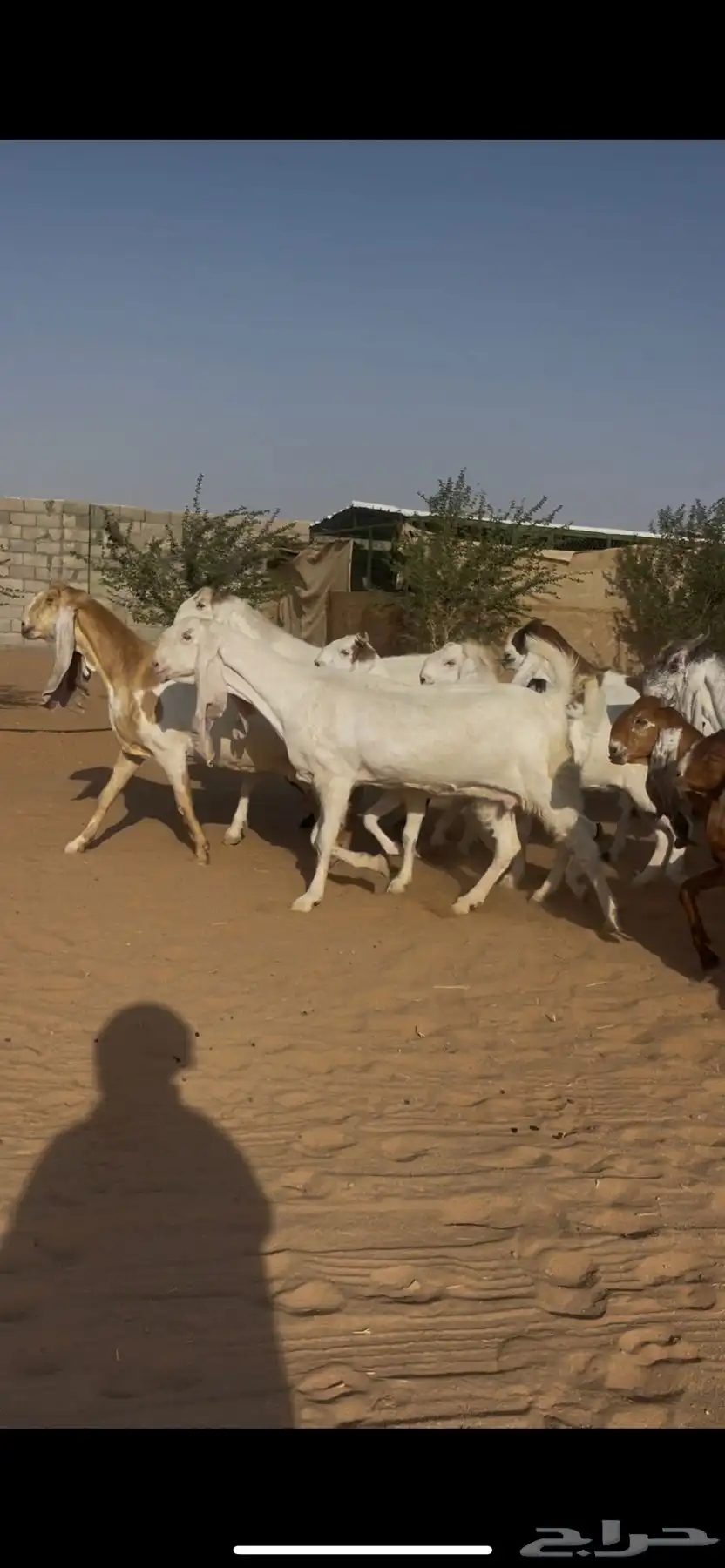 معزا نوادر (( لعشاق النوادر )) 23