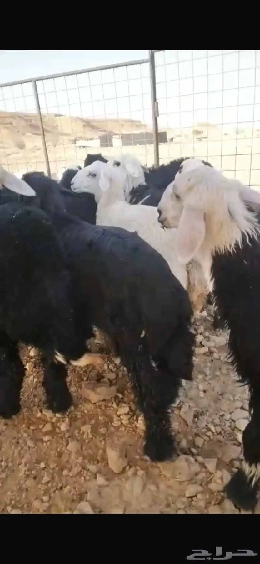 ذبايح نجد وحري 2