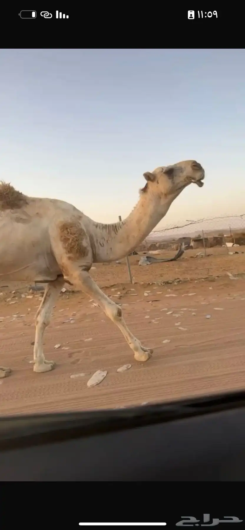 بعير 1