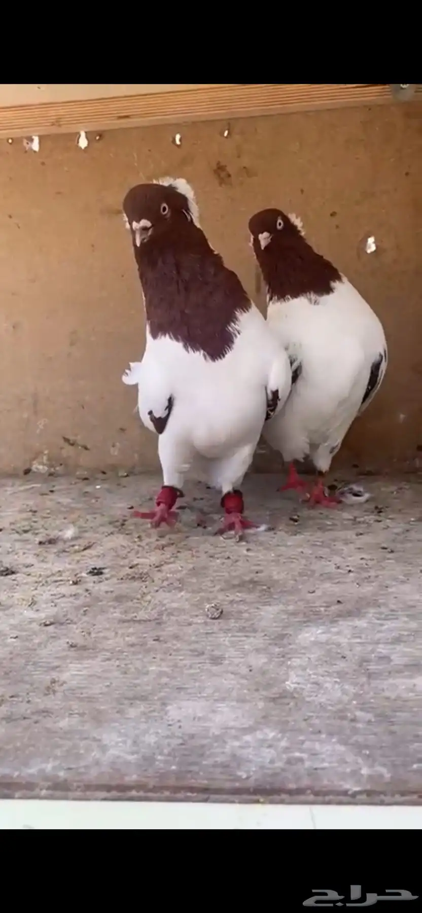 جوز ارباشات 0