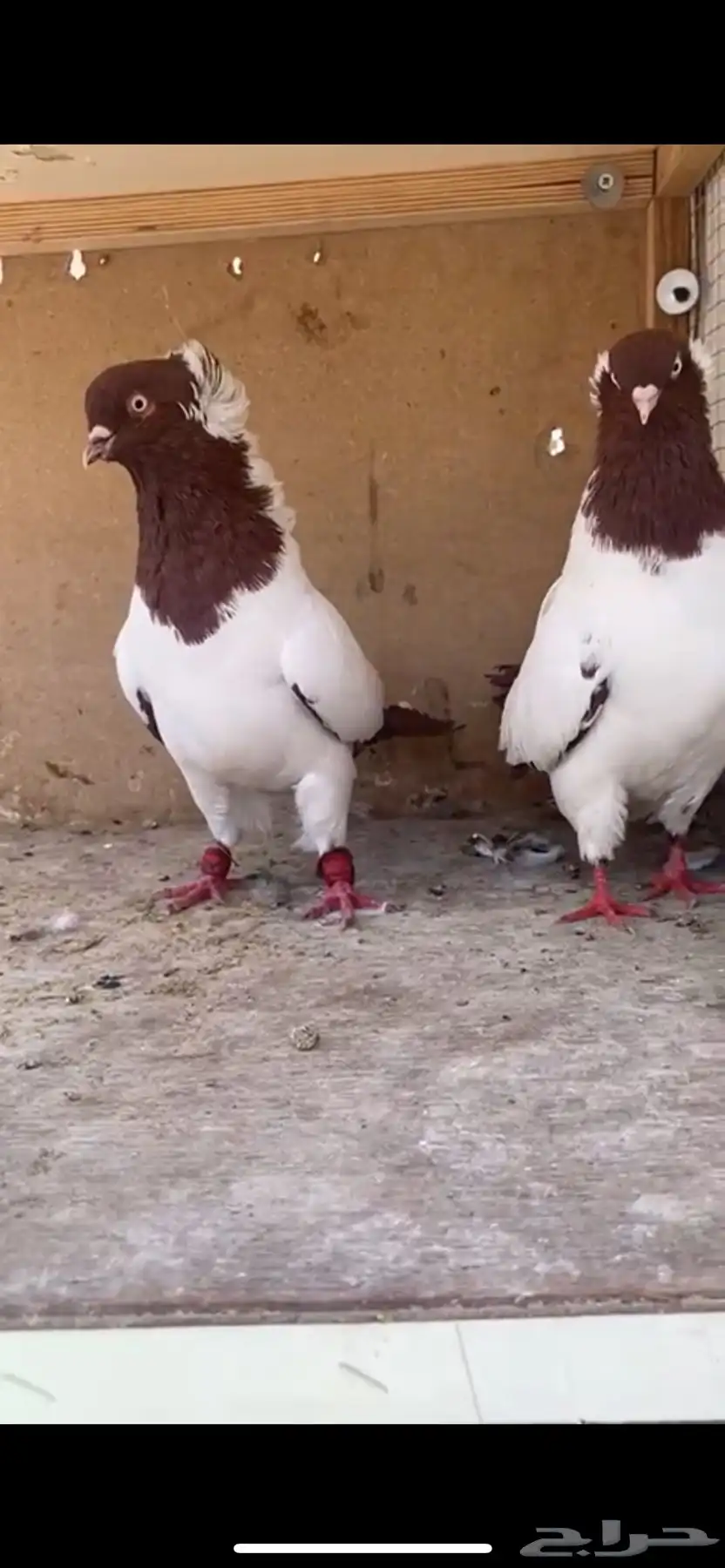 جوز ارباشات 1
