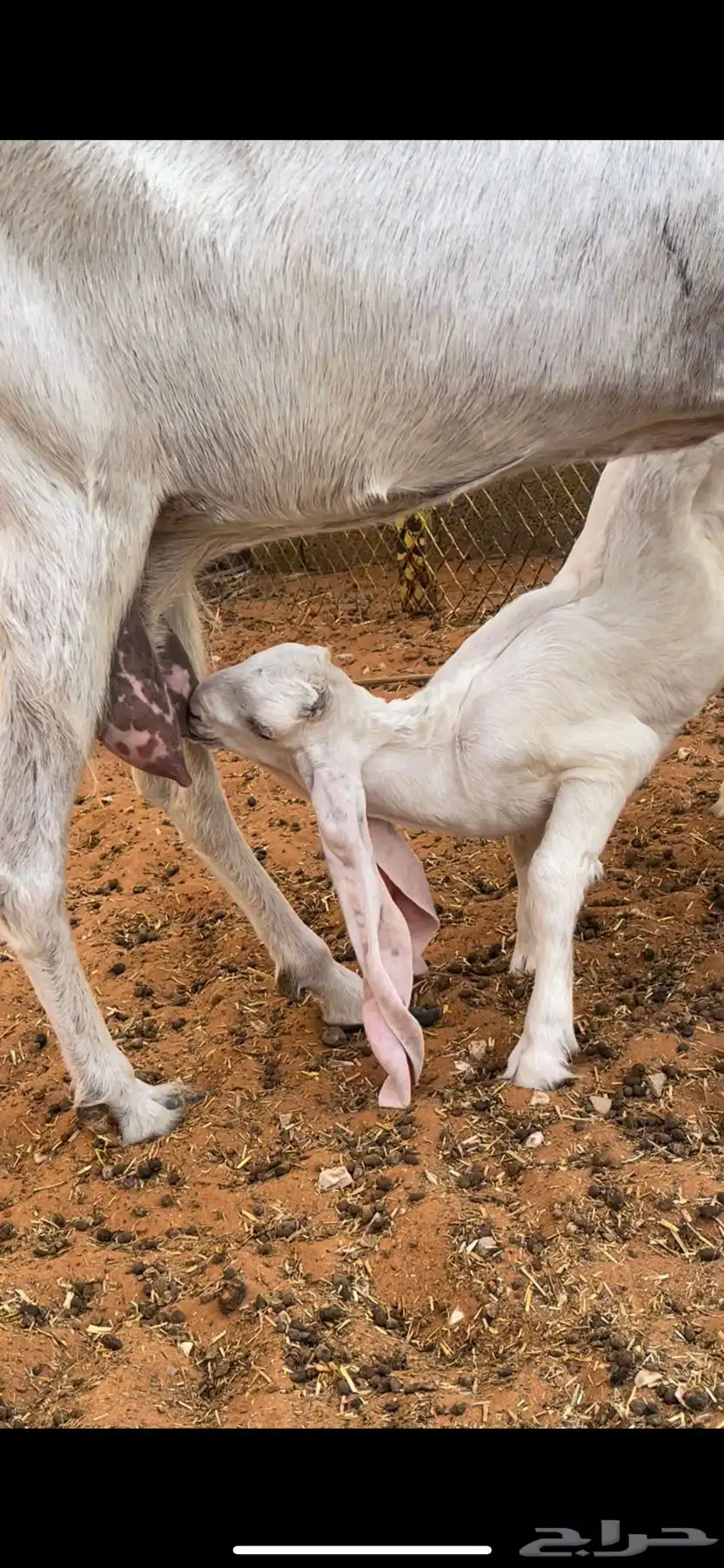 عنز خصم معها جفره مزيونه جدا 5