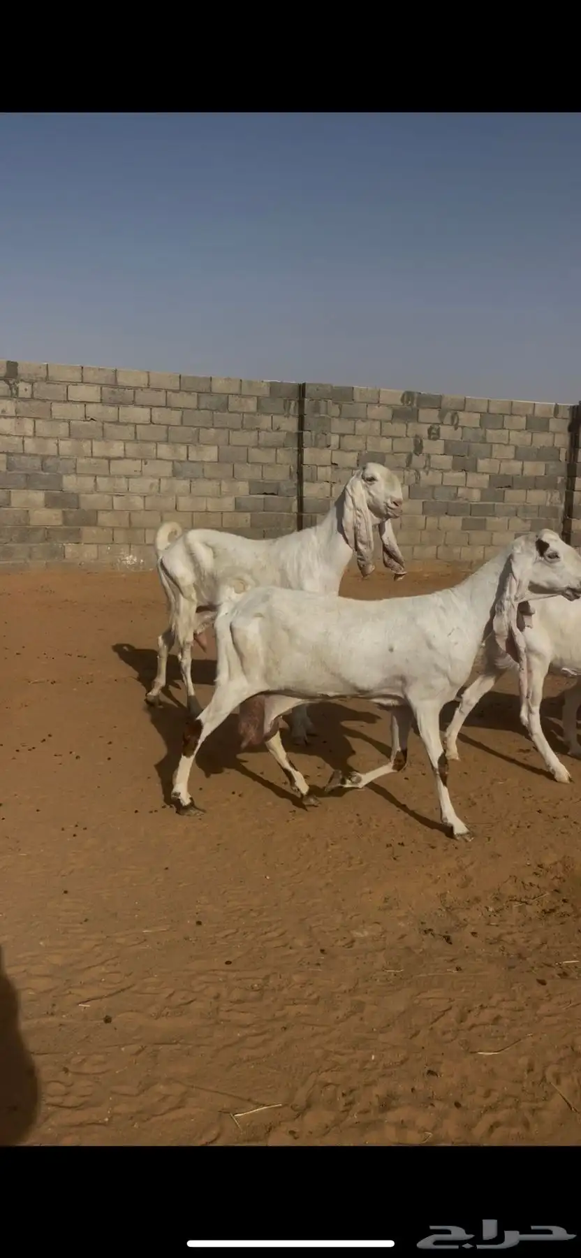 معزا نوادر (( لعشاق النوادر )) 31