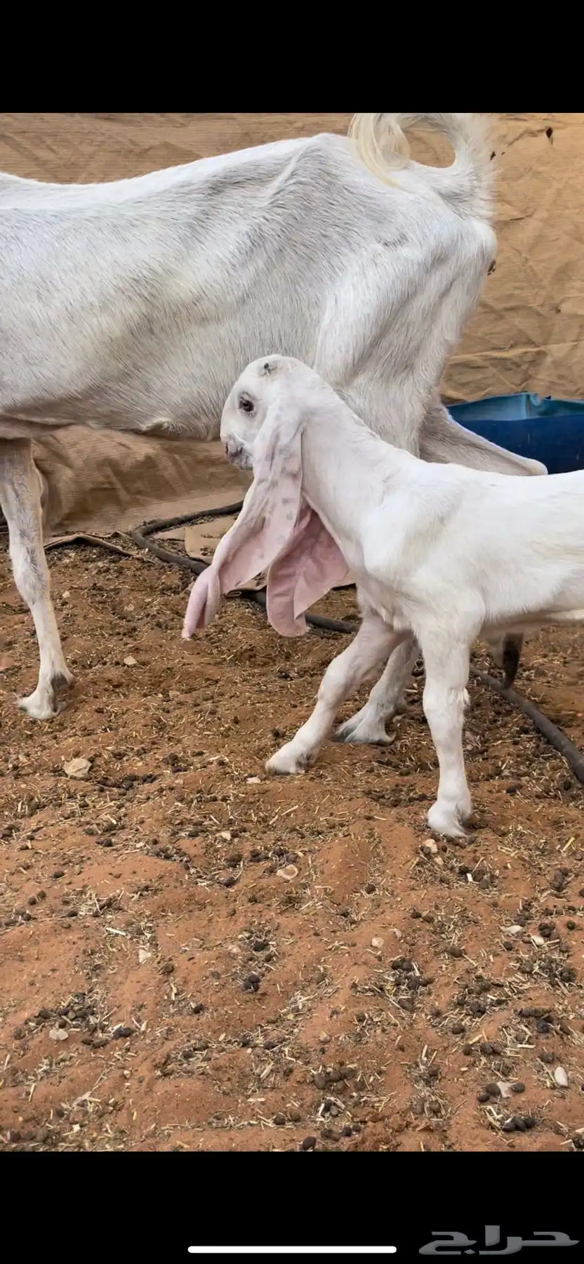 عنز خصم معها جفره مزيونه جدا 6
