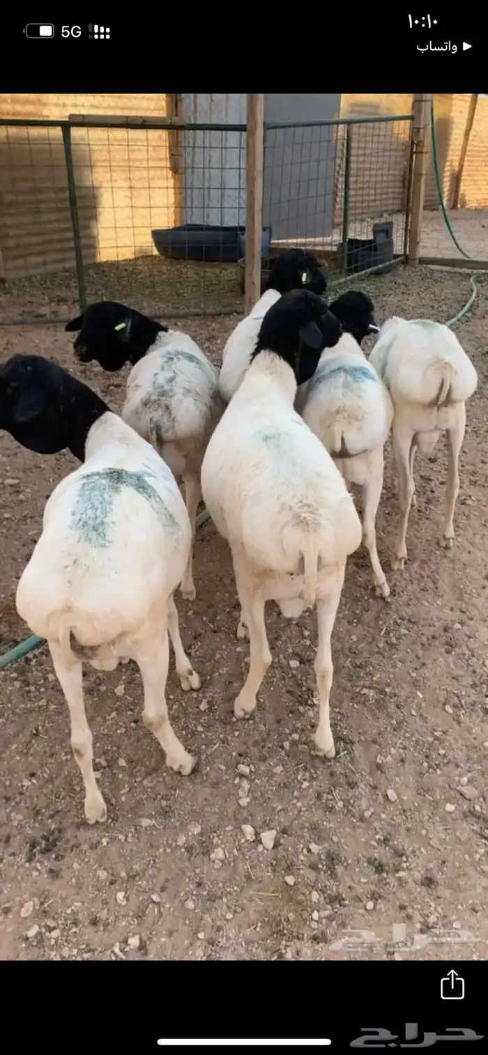 برابر مرابي 0