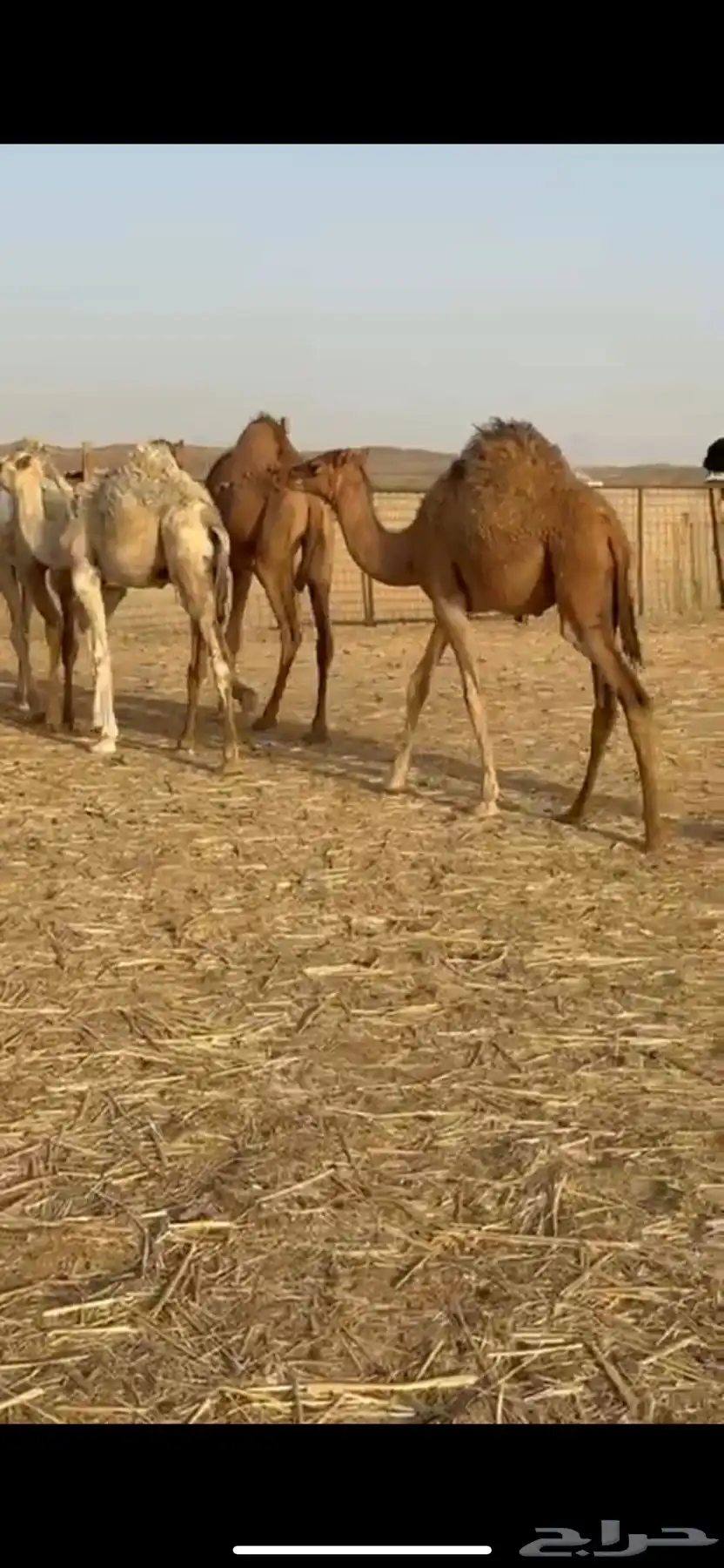 10قعدان فل سمان الاعمار تصل الا7شهور الحد من4800 9
