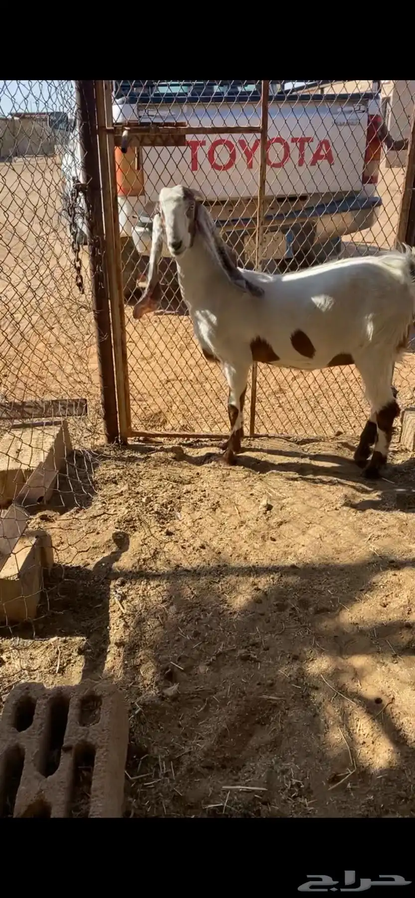 جذعات 7شهور -8شهور 2