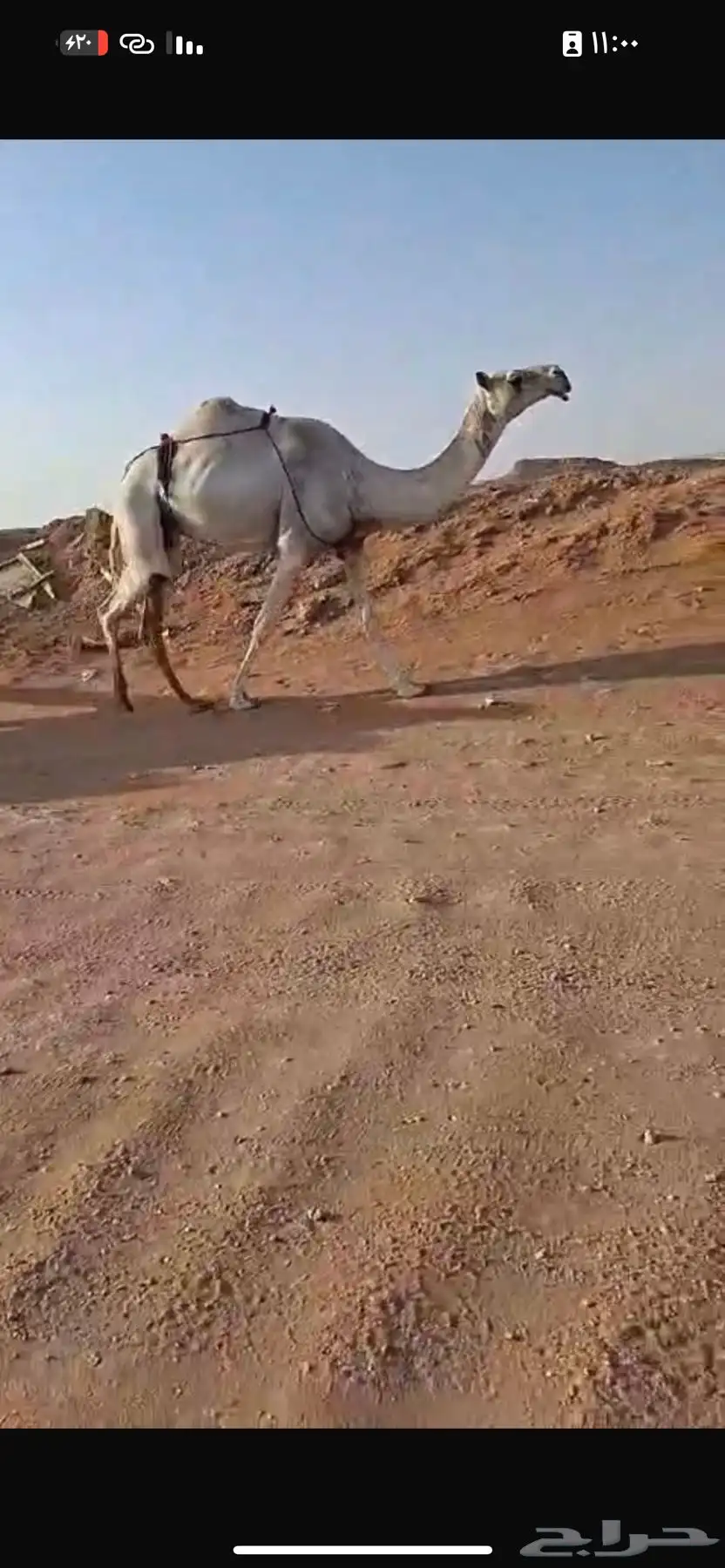 خلفه سنه سديس 0