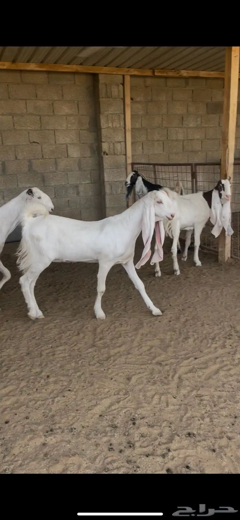 معزا نوادر (( لعشاق النوادر )) 8