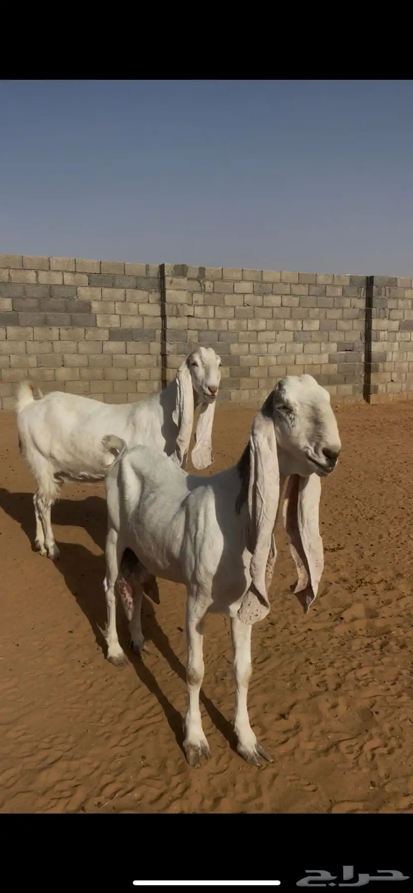 معزا نوادر (( لعشاق النوادر )) 33