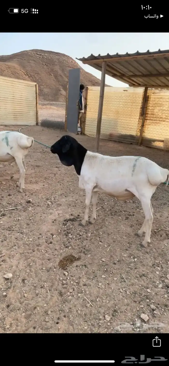 برابر مرابي 1