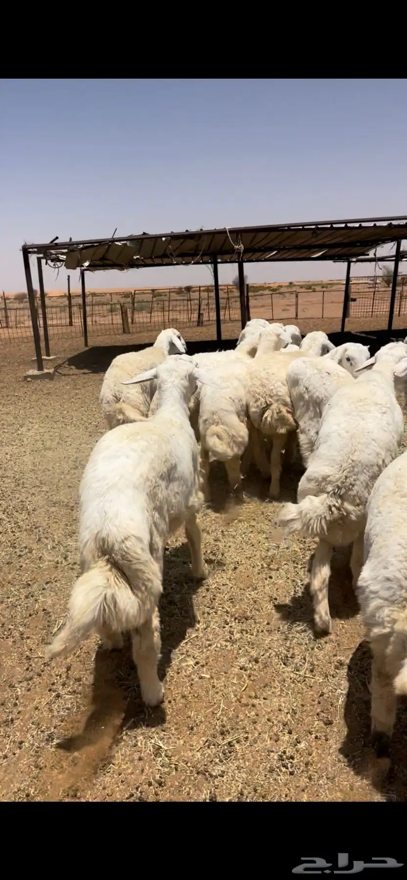 خرفان حريات جبره وطيبه 3