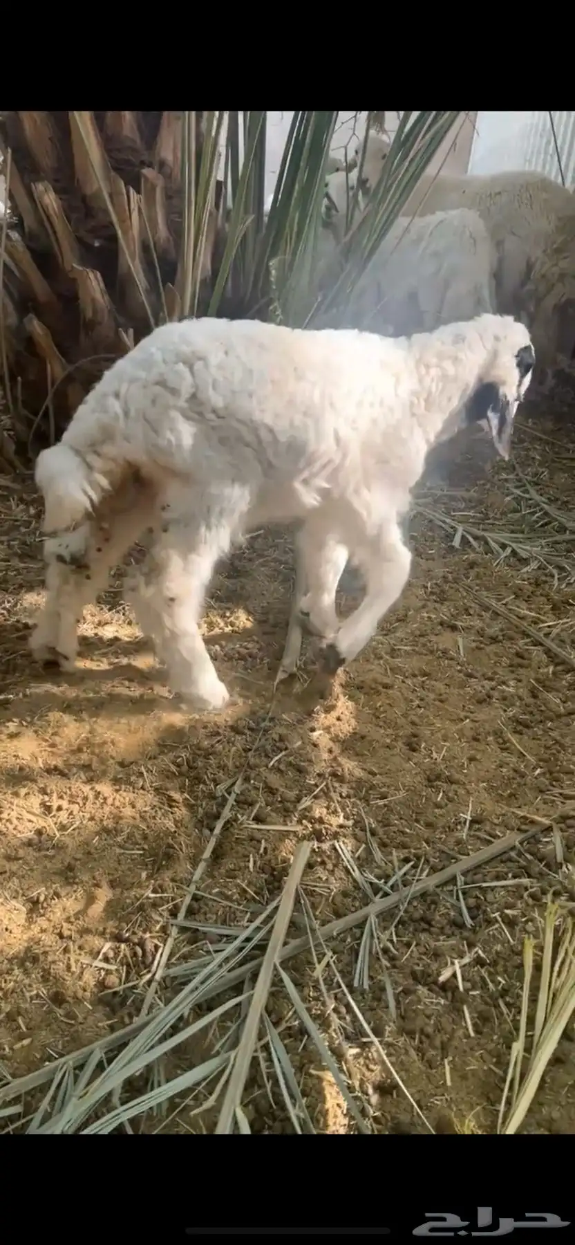 داغور حري 0