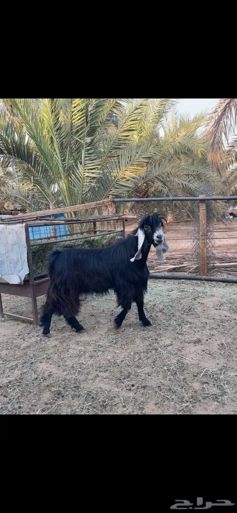 تيس فحل عارضي 3
