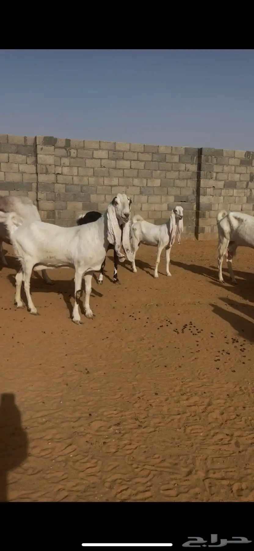معزا نوادر (( لعشاق النوادر )) 44