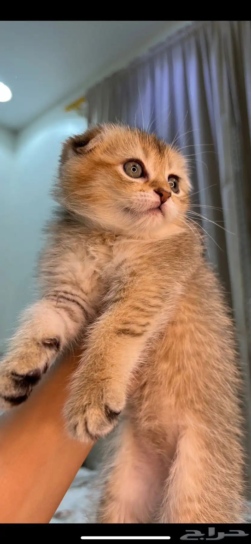 قطط سكوتش 5