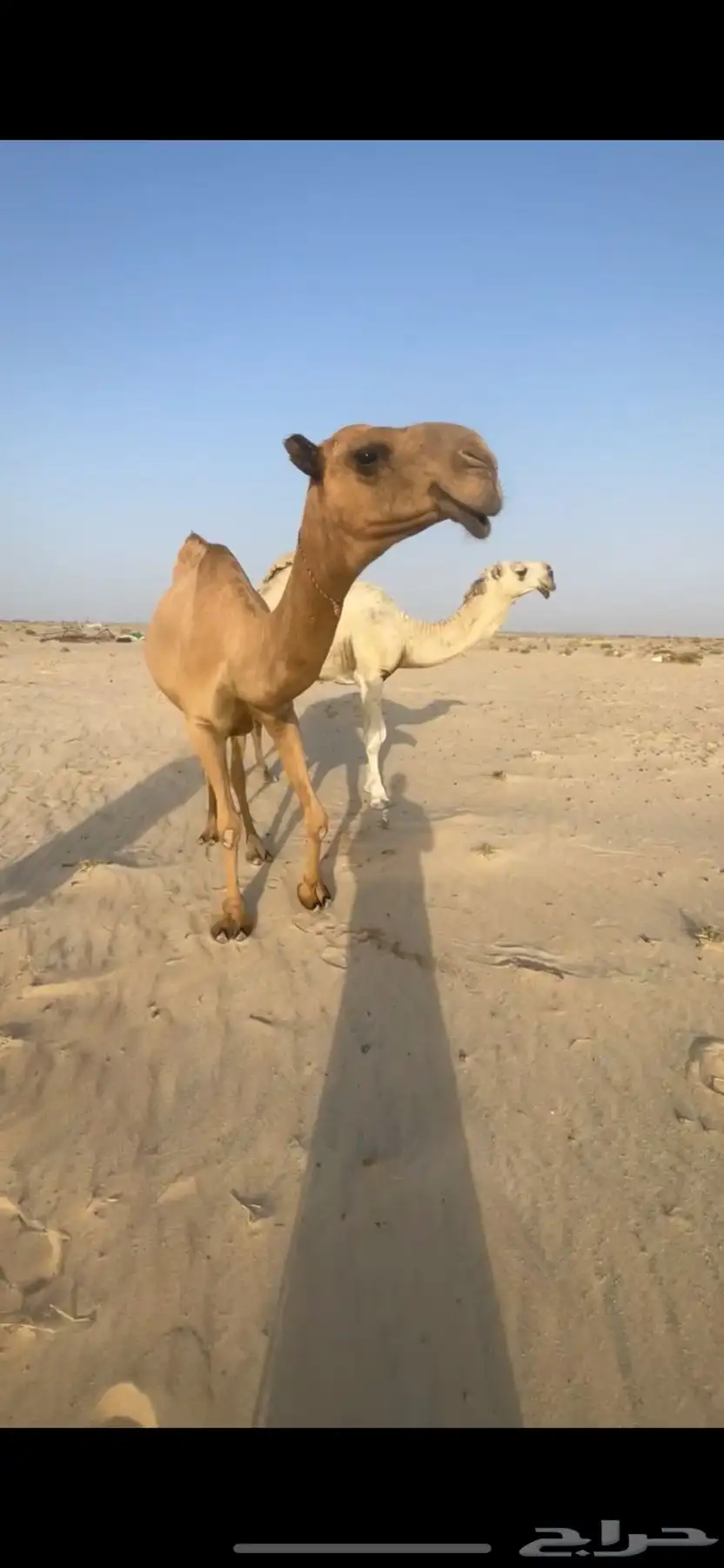 للبيع الناقه الضريبه البكر 1