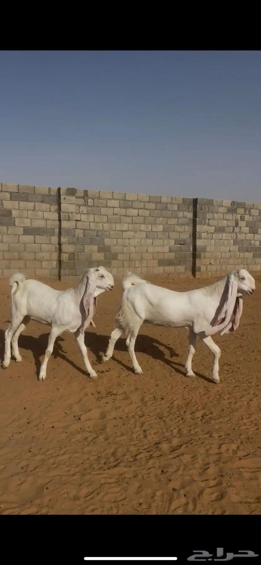 معزا نوادر (( لعشاق النوادر )) 45