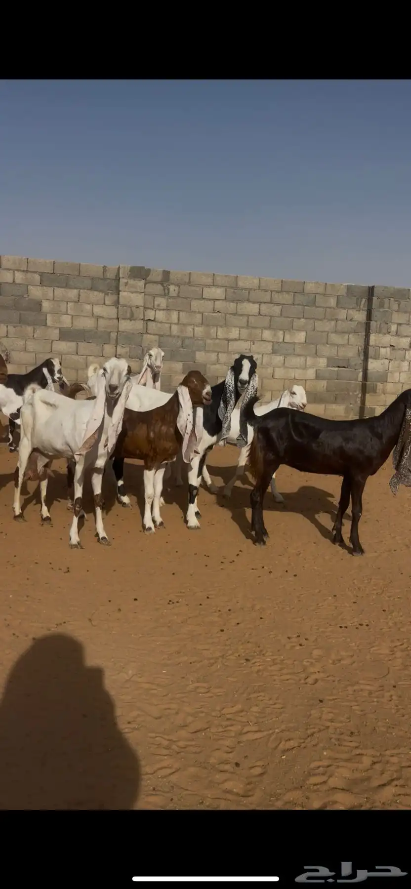 معزا نوادر (( لعشاق النوادر )) 46