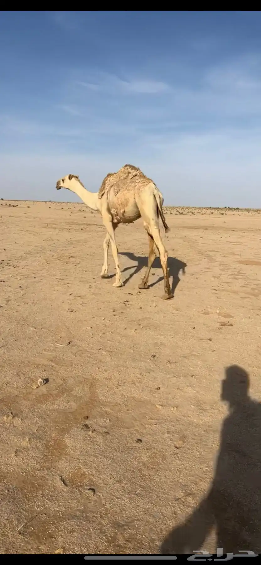 للبيع قعود قصب 1