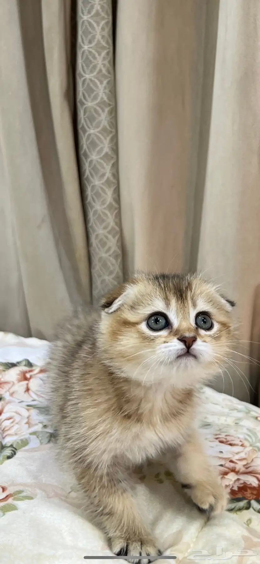 قطط سكوتش 8