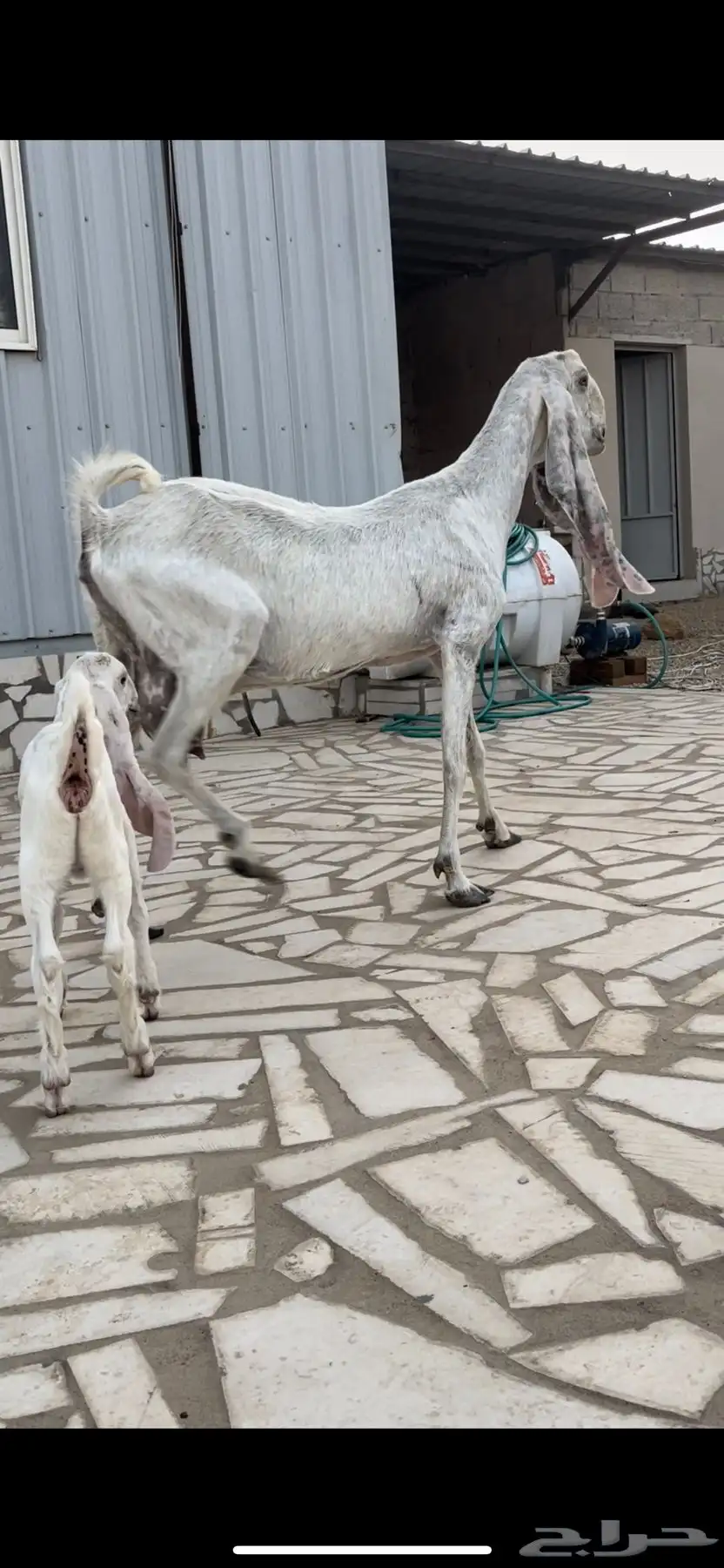 عنز خصم معها جفره مزيونه جدا 9