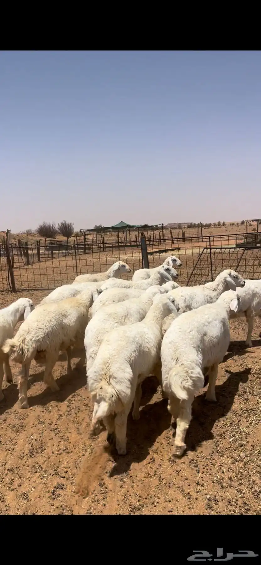 خرفان حريات جبره وطيبه 4