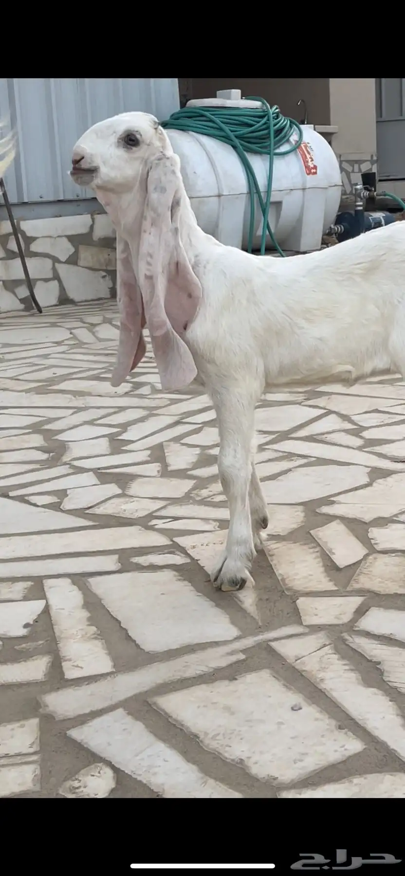 عنز خصم معها جفره مزيونه جدا 7